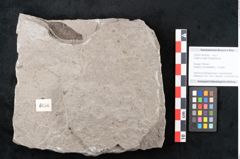 Foto (Objekt + Etikett) von Zostera ungeri Ettingshausen (NHMW-GEO-2024-0188-6656)